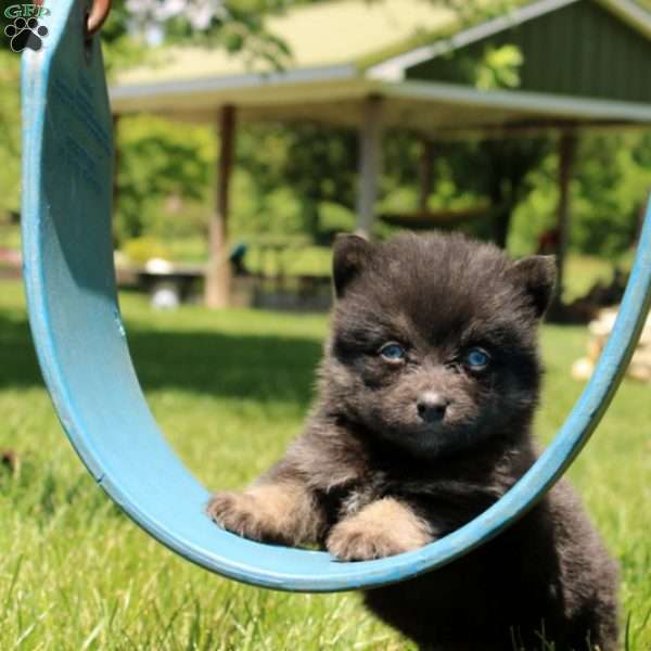 Nasir, Pomsky Puppy